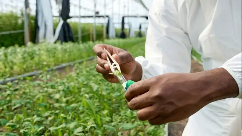 Person in a white lab coat collecting a plant cutting with tweezers into a capped vial in a greenhouse