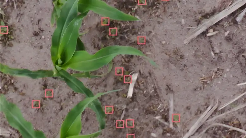 Aerial view of a young maize plant in bare soil with red AI detection boxes marking objects across the field