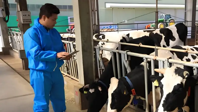 Worker in blue workwear using a tablet beside Holstein dairy cows in a modern indoor barn with a tractor behind