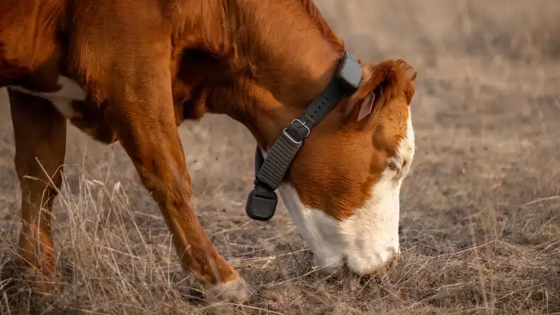 Brown and white cow grazing in dry pasture grass, wearing a black satellite tracking collar on its neck